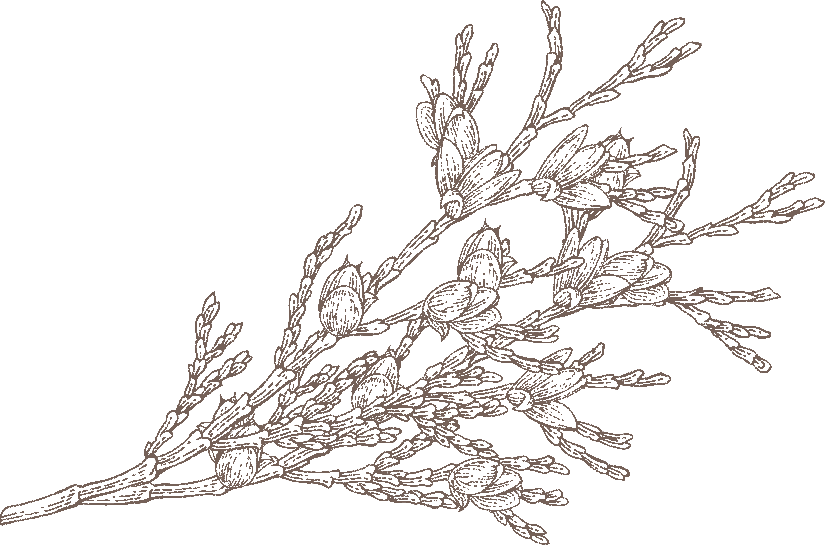 cypress branch